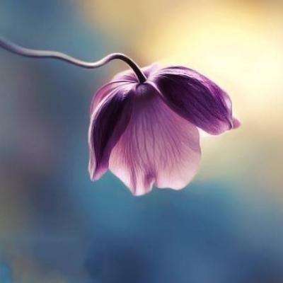 法拉利赛车挑战赛